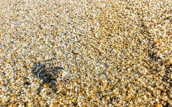 小さな砂のカニのビーチクラブが実行され Zicatelaプエルトエスコンディドオアハカメキシコのビーチの砂の上を掘る — ストック写真