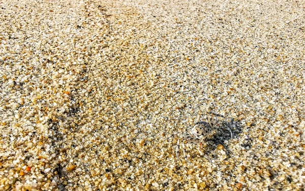 Tiny Sand Crab Beach Crab Run Dig Beach Sand Zicatela — Stock Photo, Image