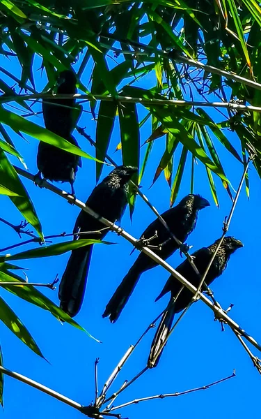 Schwarze Krähen Und Corvids Sitzen Auf Zweigen Mit Blauem Himmel — Stockfoto