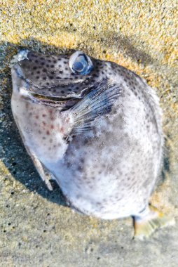 Zicatela Puerto Escondido Oaxaca 'da kumsalda ölü balık bulundu..