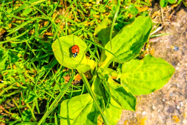 Κόκκινο Έντομο Πασχαλίτσες Πράσινο Φυτό Στο Ανάχωμα Imsum Dyke Dike — Φωτογραφία Αρχείου