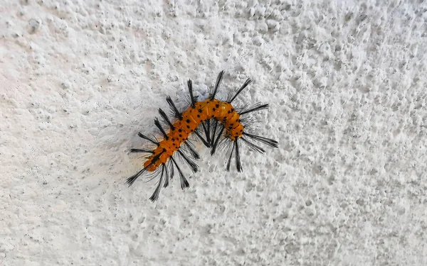 美しいオレンジ熱帯の冬虫夏草の白い壁にZicatela Puerto Escondo Oaxacaメキシコ — ストック写真