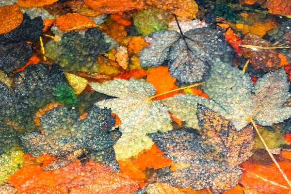 Zmrzlé Barevné Listí Pod Ledovým Jezírkem Langen Geestland Cuxhaven Dolní — Stock fotografie