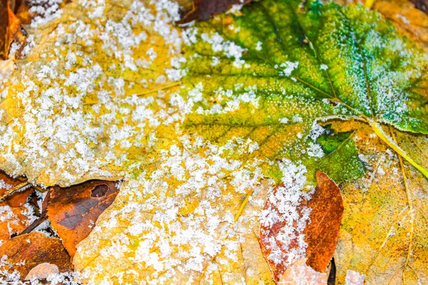 Zmrzlé Barevné Listí Pod Ledovým Jezírkem Langen Geestland Cuxhaven Dolní — Stock fotografie