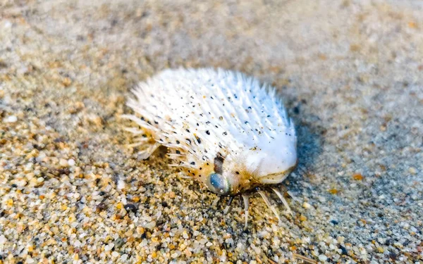 Νεκρά Ψάρια Puffer Ξεβράστηκαν Στην Παραλία Βρίσκεται Στην Άμμο Στην — Φωτογραφία Αρχείου