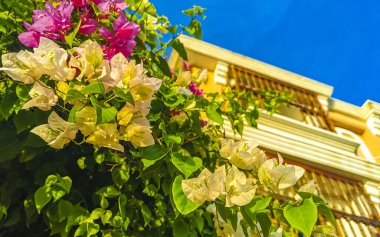 Zicatela Puerto Escondido Oaxaca Meksika 'da arka planda güzel begonviller, beyaz ve pembe çiçekler ve çiçekler..