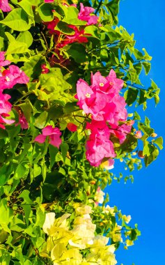 Zicatela Puerto Escondido Oaxaca Meksika 'da arka planda güzel begonviller, beyaz ve pembe çiçekler ve çiçekler..