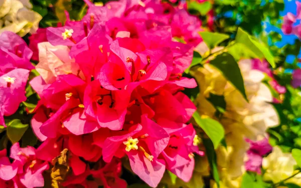 Schöne Bougainvillea Weiße Und Rosa Blumen Und Blüten Hintergrund Zicatela — Stockfoto