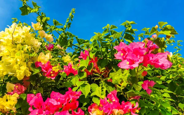 Vackra Bougainvillea Vita Och Rosa Blommor Och Blommor Bakgrunden Zicatela — Stockfoto