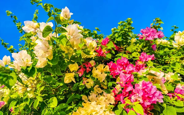 Όμορφη Μπουκαμβίλιες Λευκό Και Ροζ Λουλούδια Και Άνθη Στο Παρασκήνιο — Φωτογραφία Αρχείου