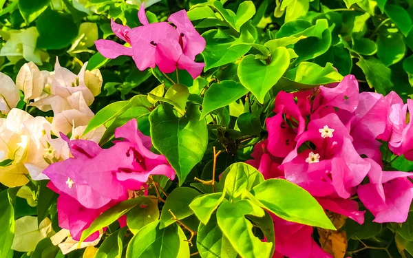 Бело Розовые Цветы Басы Заднем Плане Зикателе Пуэрто Эскондидо Оахака — стоковое фото