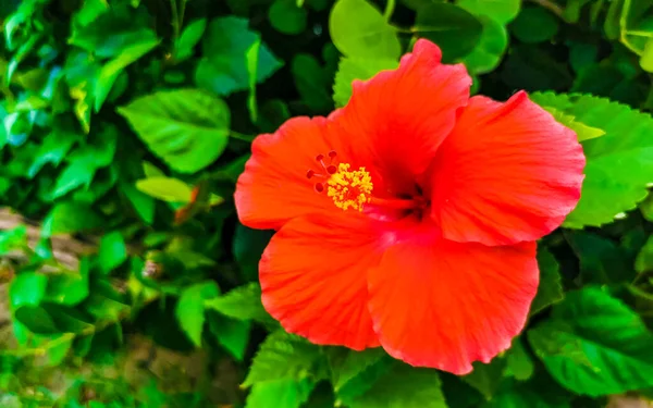 Kırmızı güzel çiçek çiçekleri Zicatela Puerto Escondido Oaxaca Meksika 'daki çalı ağacı.