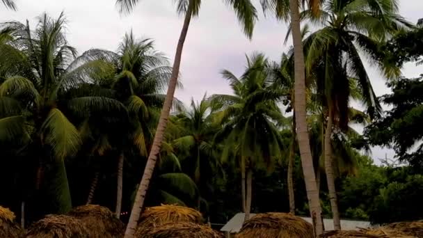 Tropické Přírodní Mexické Palmy Kokosovými Ořechy Zakalenou Šedou Oblohou Pozadí — Stock video