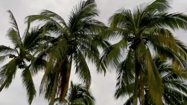 Palmera Tropical Natural Mexicana Con Coco Cielo Gris Nublado Zicatela — Vídeos de Stock