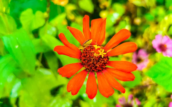 Lila Rosa Und Rote Blumen Und Pflanzen Pflanzen Tropischen Garten — Stockfoto