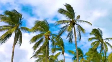 Zicatela Puerto Escondido Oaxaca Meksika 'da Hindistan cevizi ve mavi gökyüzü arka planlı tropik doğal Meksika palmiyesi..