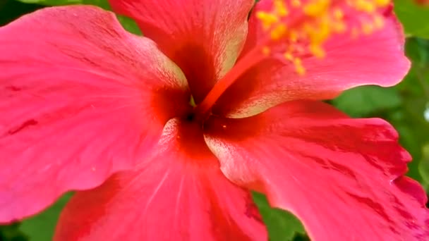 Czerwony Piękny Hibiskus Kwiat Kwiaty Krzew Roślin Zicatela Puerto Escondido — Wideo stockowe