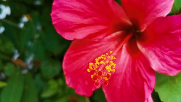 Rode Mooie Hibiscus Bloem Bloemen Struik Boom Plant Zicatela Puerto — Stockvideo