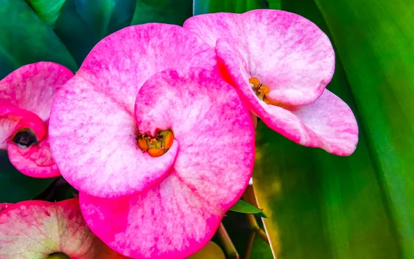 Fioletowy Różowy Czerwony Kwiat Kwiaty Rośliny Roślin Roślin Tropikalnym Lesie — Zdjęcie stockowe