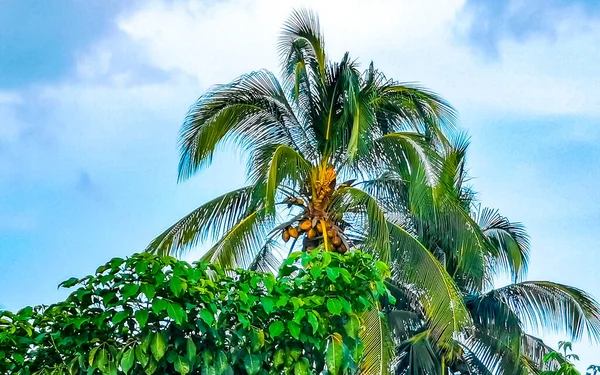 Tropische Natürliche Mexikanische Palme Mit Kokosnüssen Und Blauem Himmel Zicatela — Stockfoto