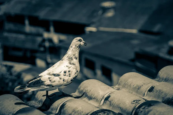 Old Black White Picture White Pigeon Roof Angra Dos Reis — Stock Photo, Image