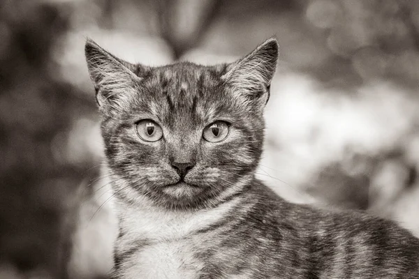 黒と白の写真の古い黒と白の画像美しい猫の黄色の目で自然緑の背景でミンスクベラルーシ — ストック写真