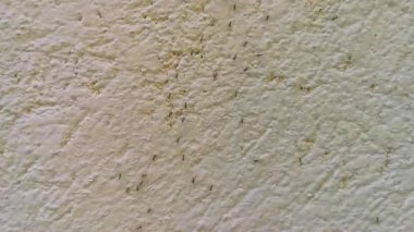 Birçok küçük karınca Zicatela Puerto Escondido Oaxaca 'da duvara tırmanıyor..