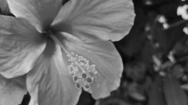 Velha Imagem Preto Branco Belas Flores Flores Hibisco Arbusto Planta — Vídeo de Stock