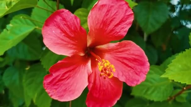 Rode Mooie Hibiscus Bloem Bloemen Struik Boom Plant Zicatela Puerto — Stockvideo