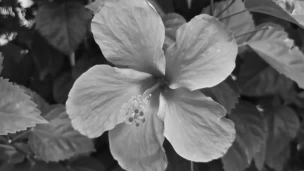 Старая Черно Белая Фотография Красивого Цветка Гибискуса Кустарниковые Цветы Дерево — стоковое видео