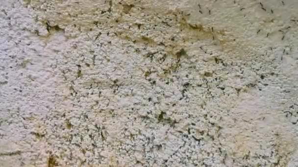 Viele Winzige Ameisen Kriechen Die Mauer Hinauf Zicatela Puerto Escondido — Stockvideo