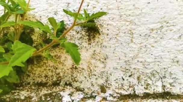Viele Winzige Ameisen Kriechen Die Mauer Hinauf Zicatela Puerto Escondido — Stockvideo