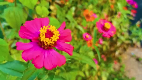 Lila Rosa Und Rote Blumen Und Pflanzen Pflanzen Tropischen Garten — Stockvideo