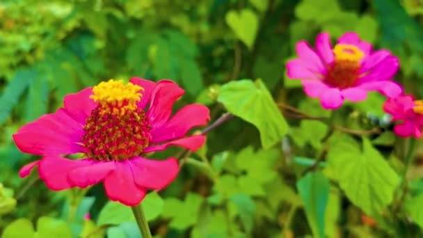 Fleurs Plantes Roses Rouges Violettes Plantent Dans Jardin Tropical Jungle — Video
