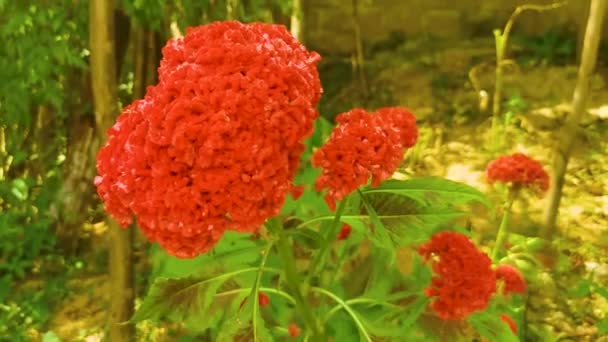 Fleurs Plantes Roses Rouges Violettes Plantent Dans Jardin Tropical Jungle — Video