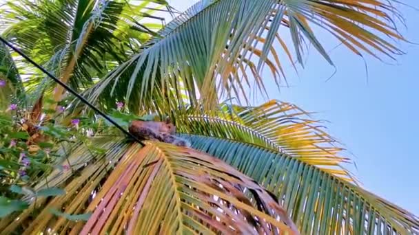 リスはヤシの木の上に座って食べ Zicatela Puerto Escondo Oaxacaメキシコで逃げます — ストック動画