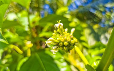Noni meyvesi Morinda Kalesi çiçekli Zicatela Puerto Escondido Oaxaca Meksika 'da karıncaların popüler olduğu yer..