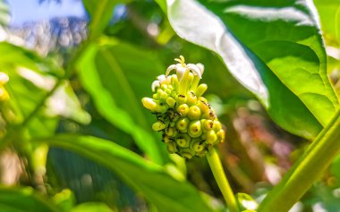 Noni meyvesi Morinda Kalesi çiçekli Zicatela Puerto Escondido Oaxaca Meksika 'da karıncaların popüler olduğu yer..