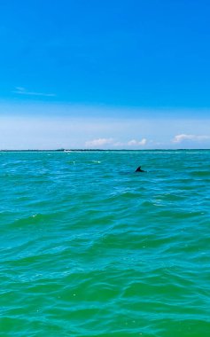 Yunuslar Quintana Roo Mexico 'daki Holbox Adası açıklarında suda yüzüyorlar..