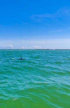 Yunuslar Quintana Roo Mexico 'daki Holbox Adası açıklarında suda yüzüyorlar..