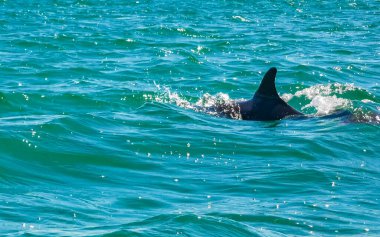 Yunuslar Quintana Roo Mexico 'daki Holbox Adası açıklarında suda yüzüyorlar..