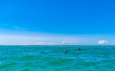 Yunuslar Quintana Roo Mexico 'daki Holbox Adası açıklarında suda yüzüyorlar..