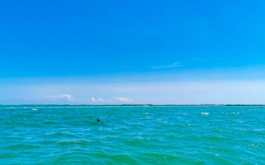 Yunuslar Quintana Roo Mexico 'daki Holbox Adası açıklarında suda yüzüyorlar..