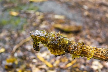 Drangstedt ormanında yeşil açılı balçık Geestland Cuxhaven Aşağı Saksonya Almanya 'sında.