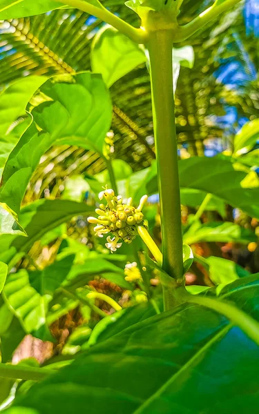 Noni Fruit Morinda Citrifolia Avec Des Fleurs Populaires Avec Des — Photo