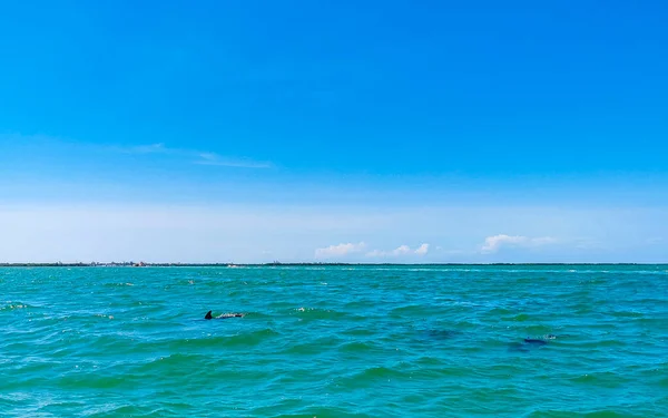 Δελφίνια Που Κολυμπούν Στο Νερό Του Νησιού Isla Holbox Στο — Φωτογραφία Αρχείου