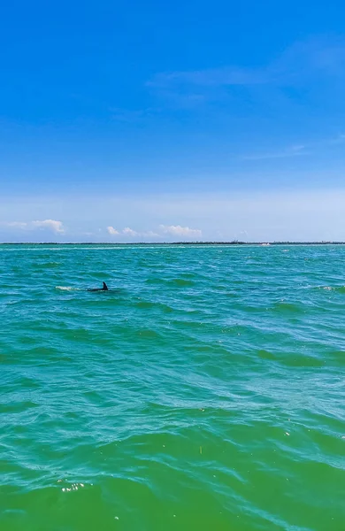 Delfiny Pływające Wodzie Wyspie Isla Holbox Quintana Roo Meksyk — Zdjęcie stockowe