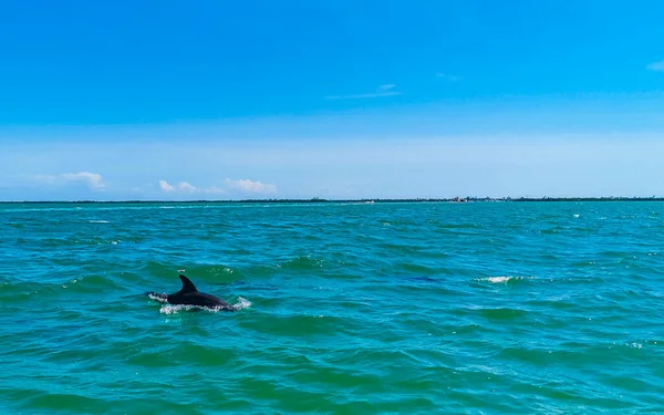 Delfines Nadando Agua Frente Isla Holbox Quintana Roo México — Foto de Stock