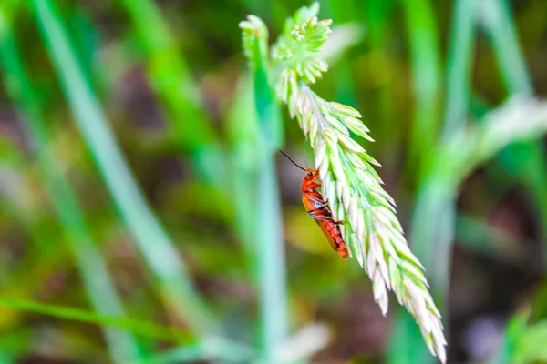 Escarabajo Rojo Anaranjado Arrastra Sobre Tallo Hierba Pipinsburg Geestland Cuxhaven — Foto de Stock