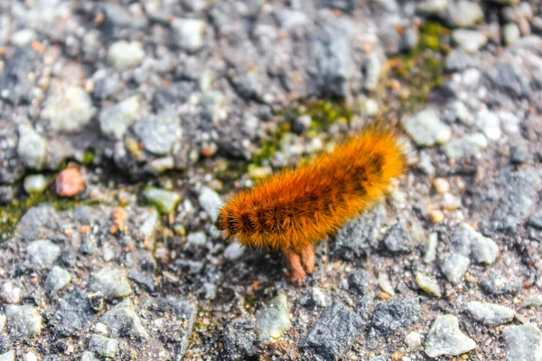 Big Brown Hairy Fluffy Caterpillar Insect Crawling Ground Grass Weddewarden — Stock Photo, Image